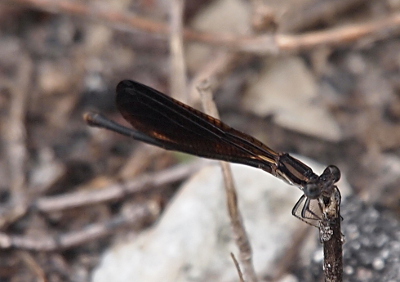 [A front-side view of a damselfly standing on the top of a short stick. The light and dark stripes on the thorax are visible behind the oversized eyes of the damselfly.]